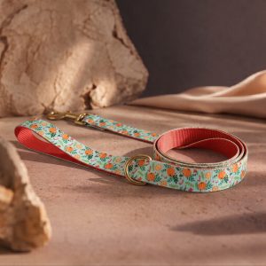 Valencia Sunset - Leash